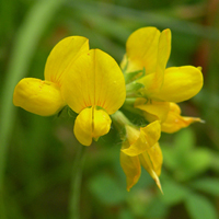 Wildflower Birds Foot Trefoil